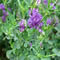 Planta medicinal Alfalfa