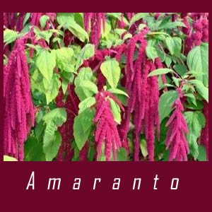 Planta curativa Amaranto