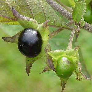 Planta curativa Belladona