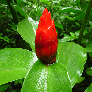 Planta curativa Caña agria