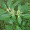 Planta medicinal Hierba lechera