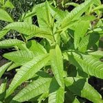 Hierba Luisa - Plantas Medicinales