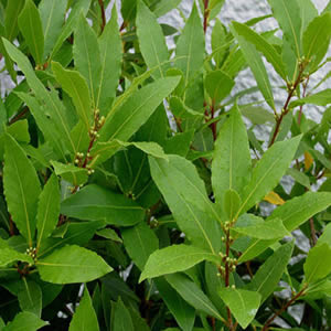 Planta curativa Laurel