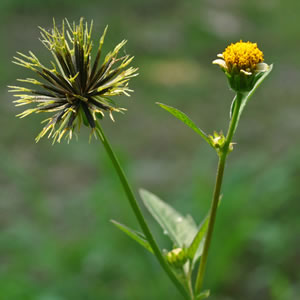 Planta curativa Moriseco