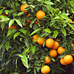 Hierba medicinal Naranjo agrio