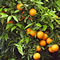 Planta medicinal Naranjo agrio
