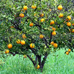Hierba medicinal Naranjo dulce