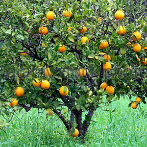 Planta curativa Naranjo dulce