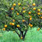 Planta medicinal Naranjo dulce