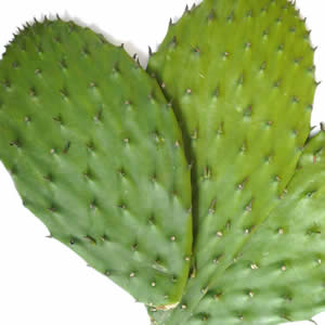 Planta curativa Nopal