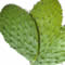 Planta medicinal Nopal