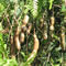 Planta medicinal Tamarindo