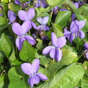 Planta curativa Violeta