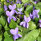 Planta medicinal Violeta
